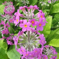 Primula beesiana